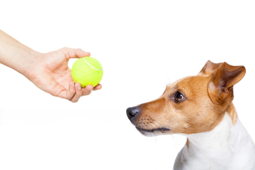 dog and ball