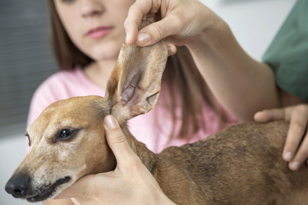 inspect your pet's ears