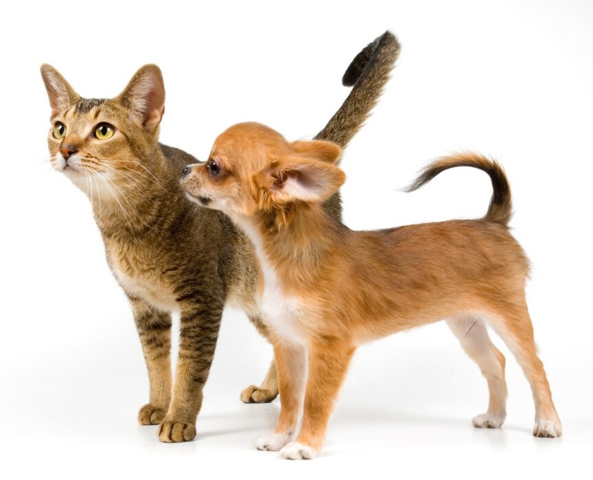 Cat and dog health