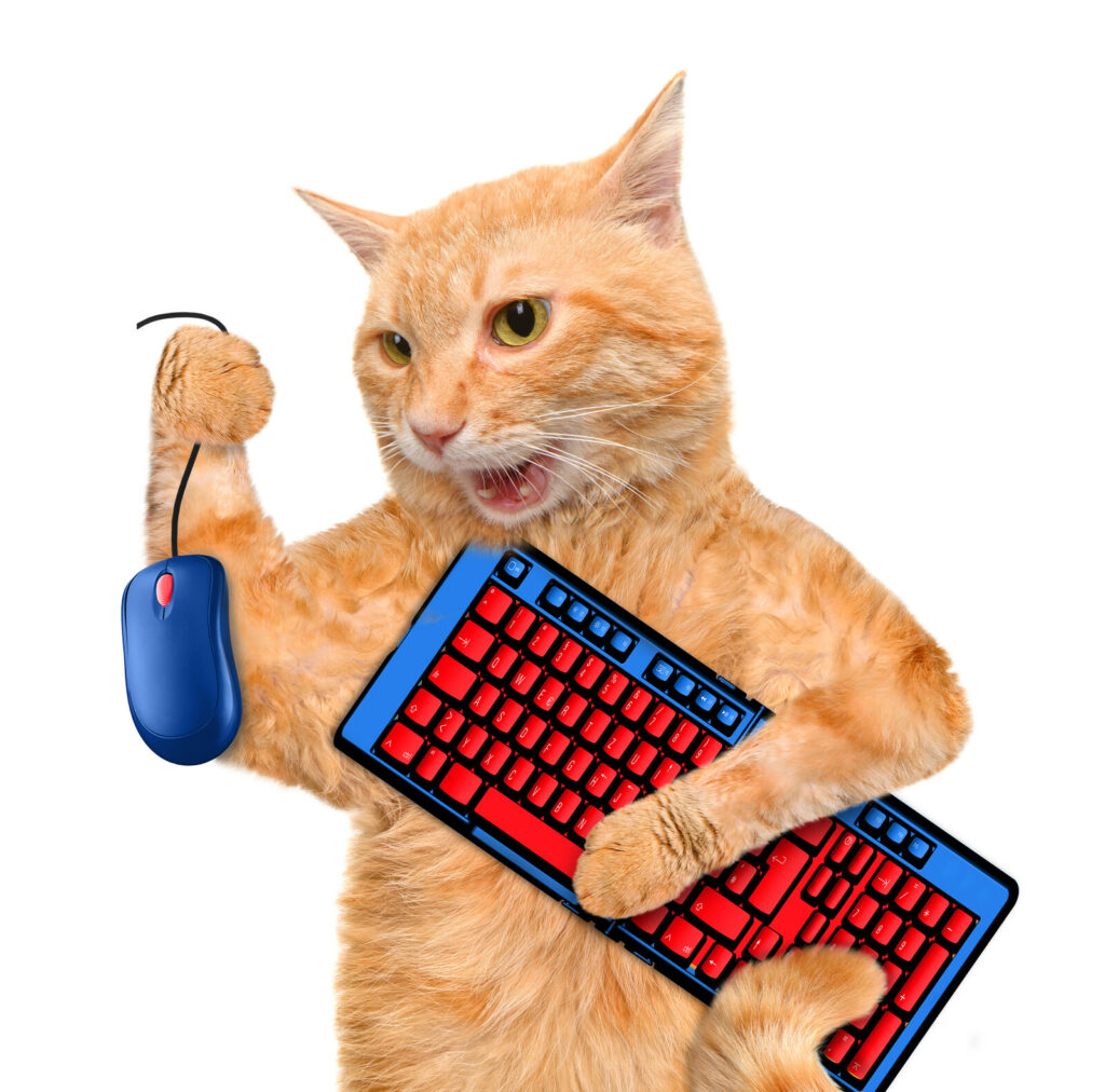 cat with keyboard 