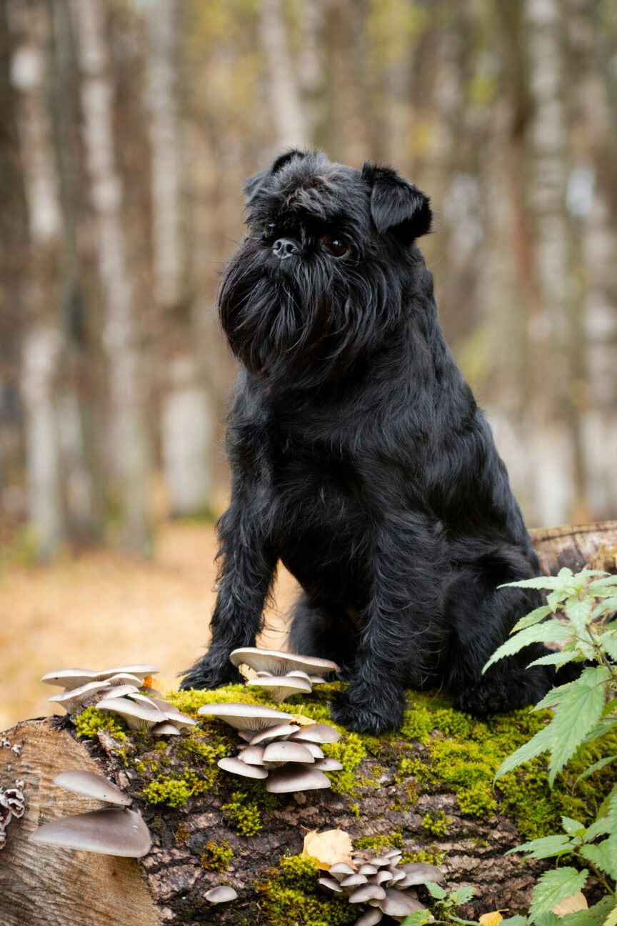 dogs and mushrooms