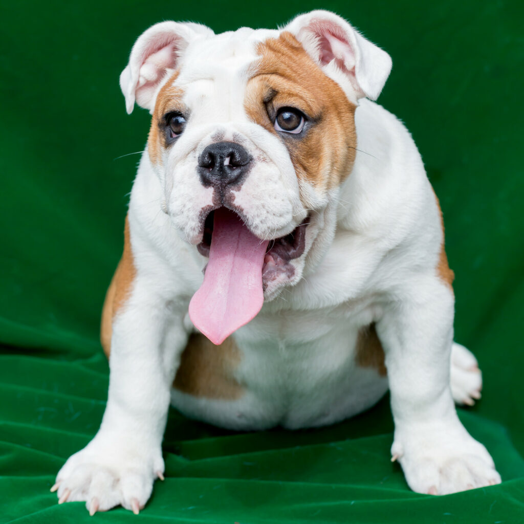 Bulldog