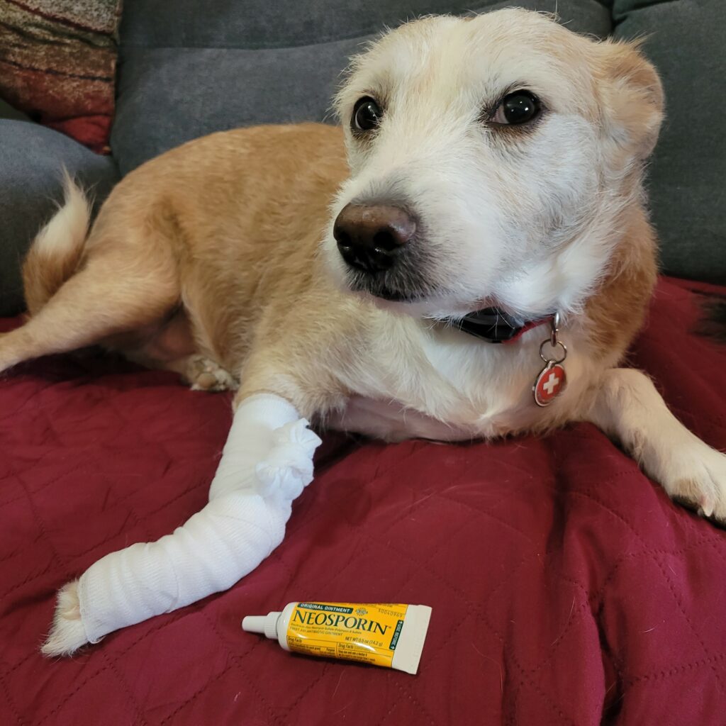 Antibiotic cream hotsell safe for dogs