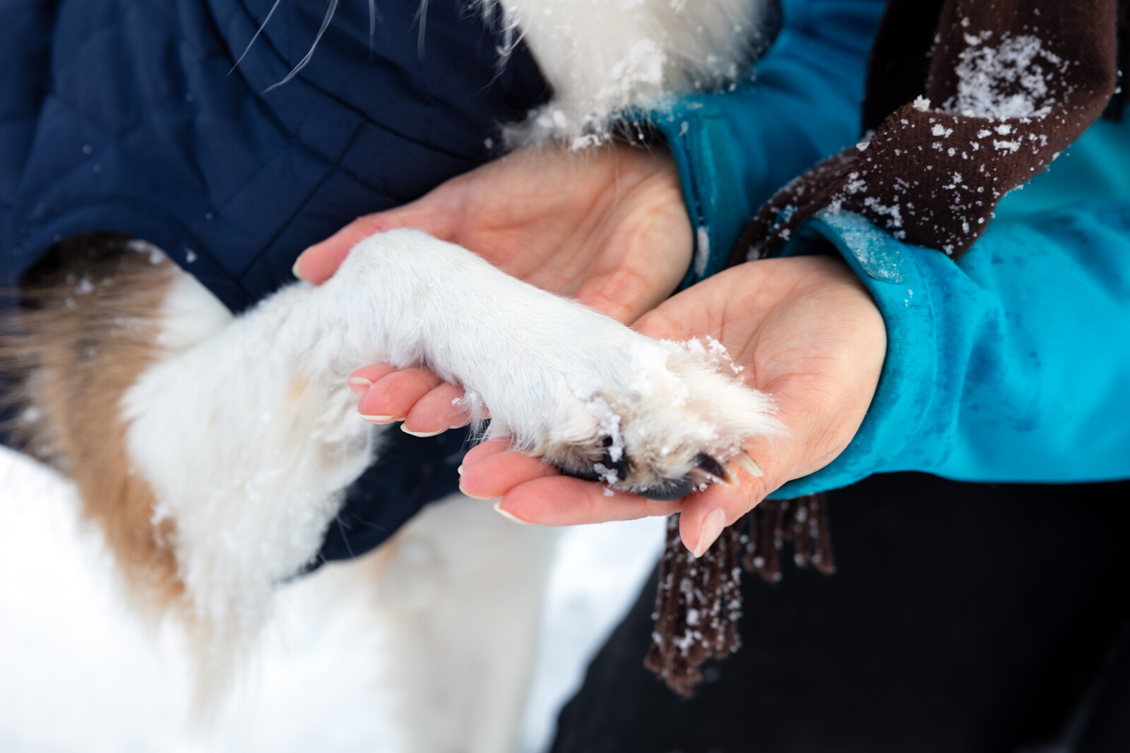 Impact of Icy Cold on Dogs and Cats Outdoors Pro Pet Hero