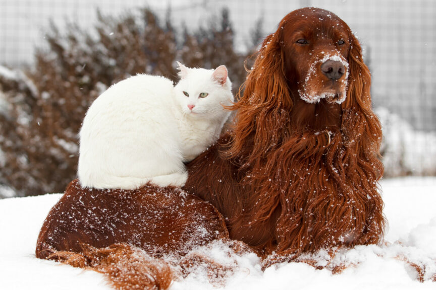 cold cat and dog