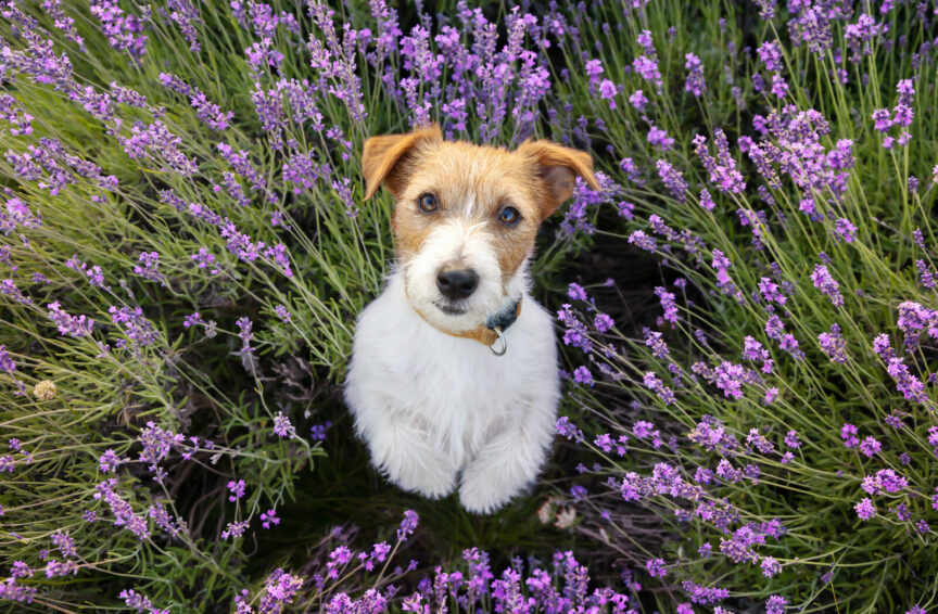 dog pictured in flowers