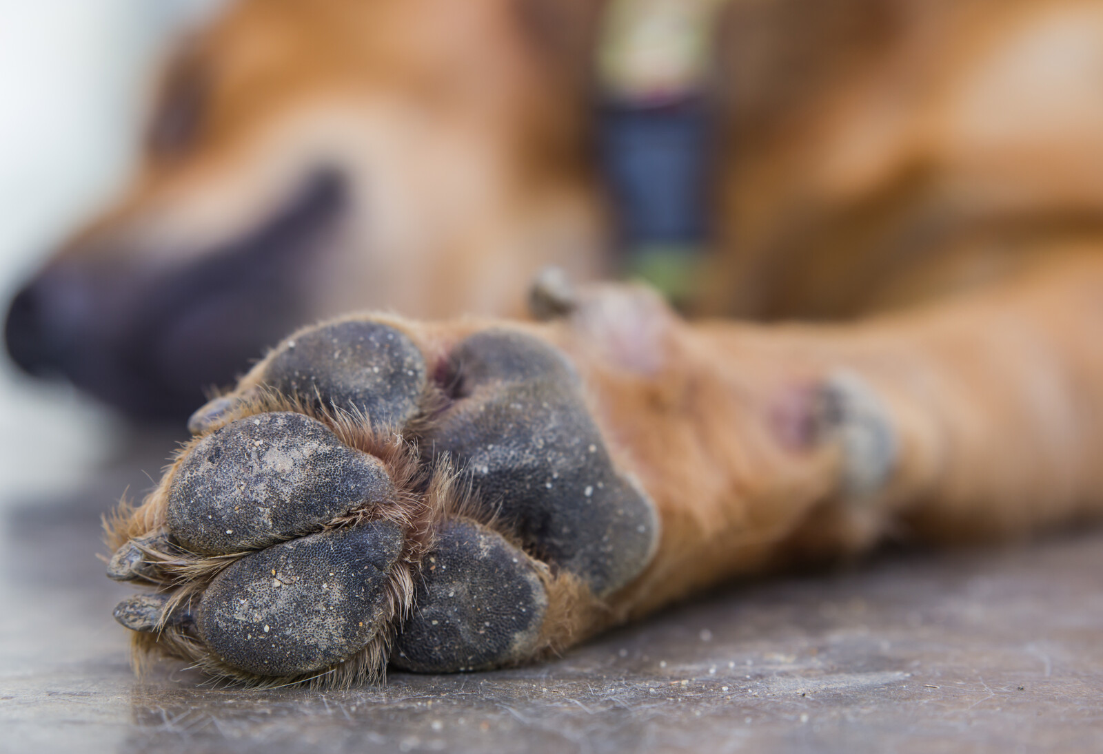 Feet dog. Пододерматит у собак на лапах. Бактериальный пододерматит у собак. Подододерматит у собаки.