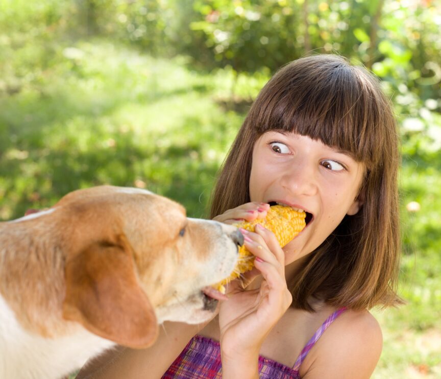 corn cobs and dogs