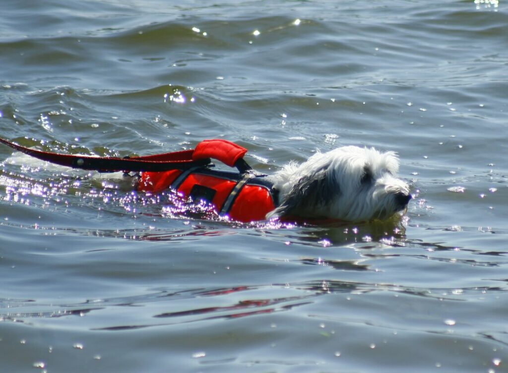 dog swimming