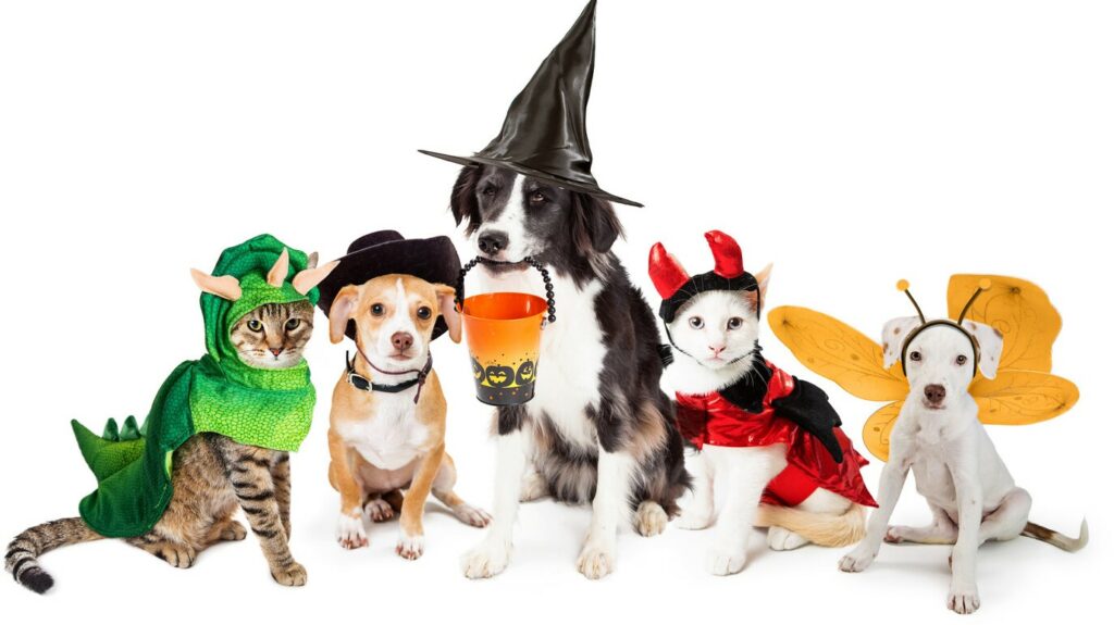 Halloween and pets